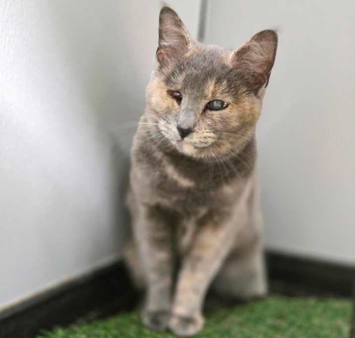 Photo of Sundae