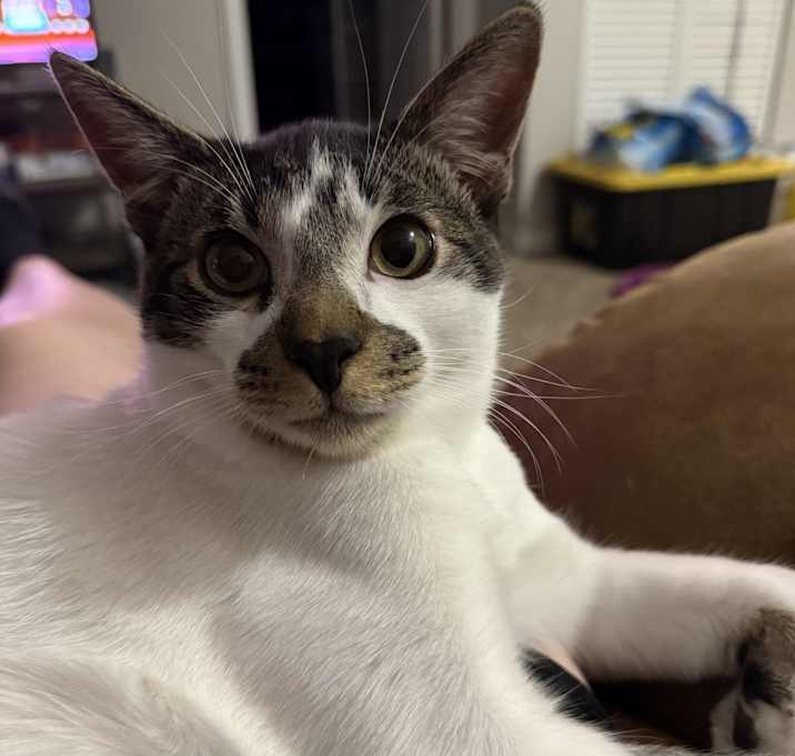 Photo of Cookie