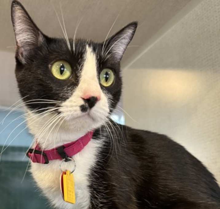 Photo of Lucie - AVILABLE - SURGERY TBD