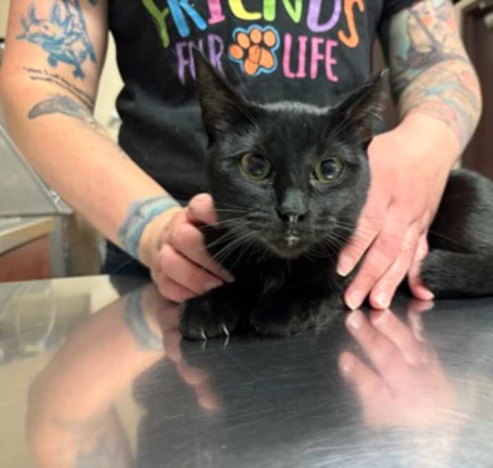 Photo of Trixie