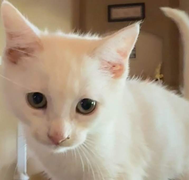Photo of Macadamia