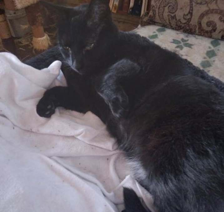 Photo of HAZEL