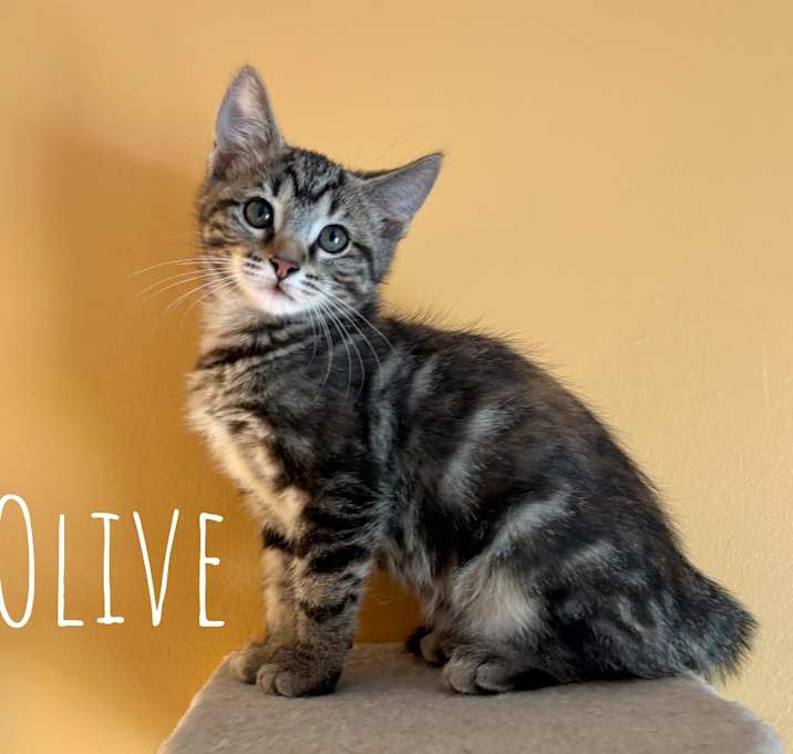 Photo of Olive