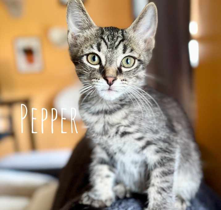 Photo of Pepper