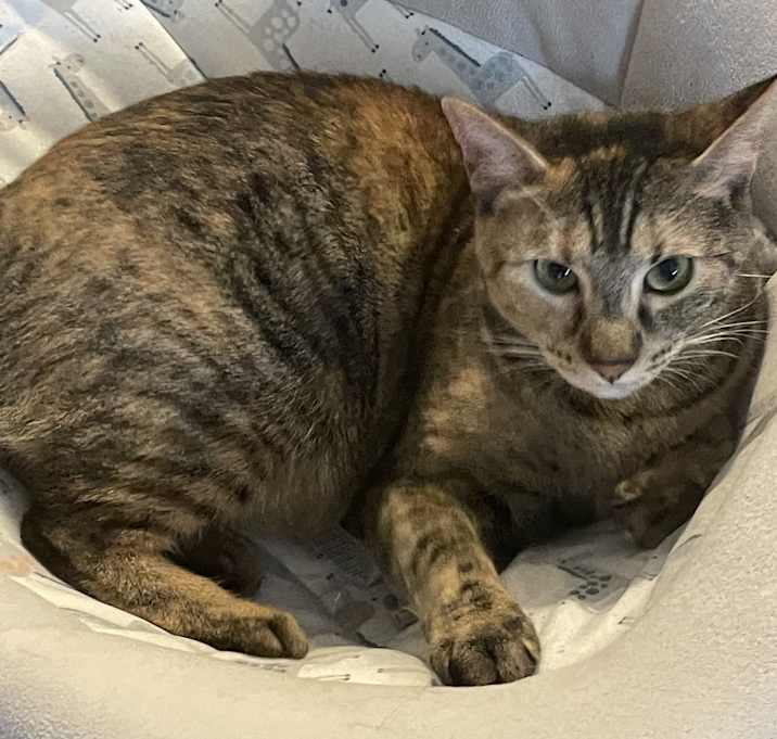 Photo of Sassy