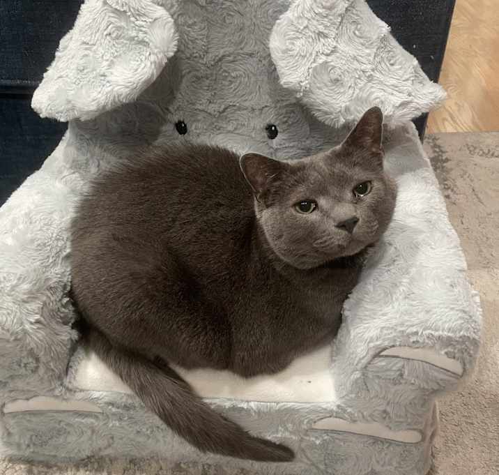 Photo of Gibbs
