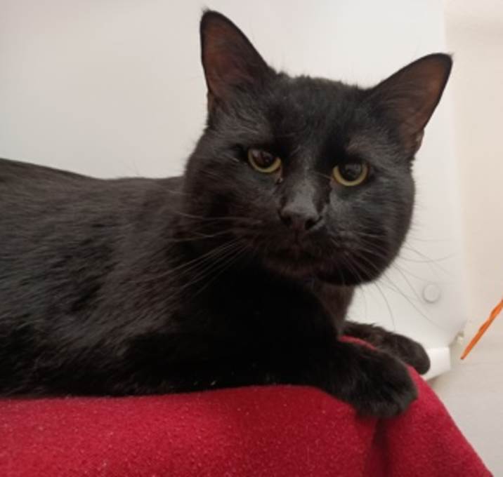 Photo of Buddy