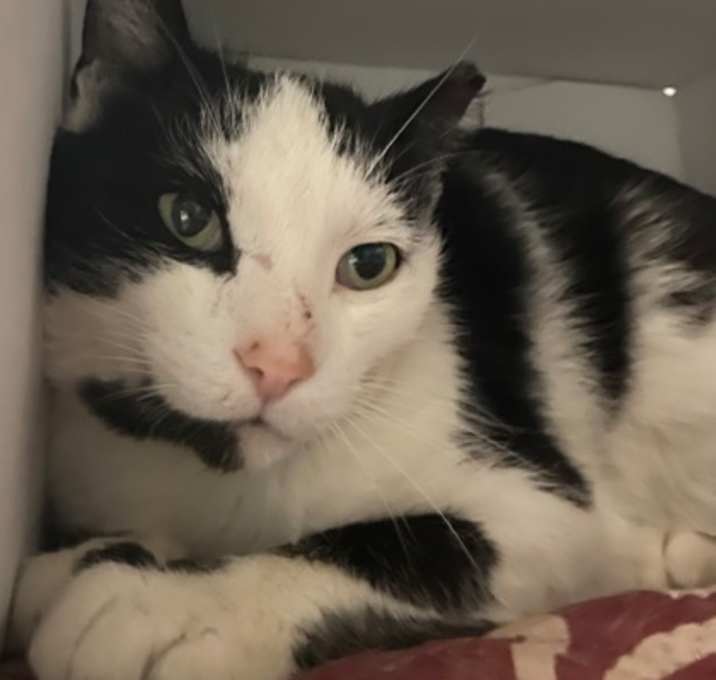 Photo of Glen (Special Paws - FIV+)