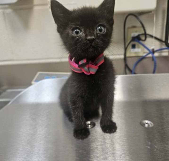 Photo of Clawdia