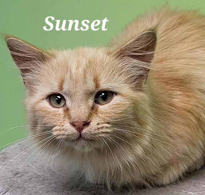 Photo of Sunset