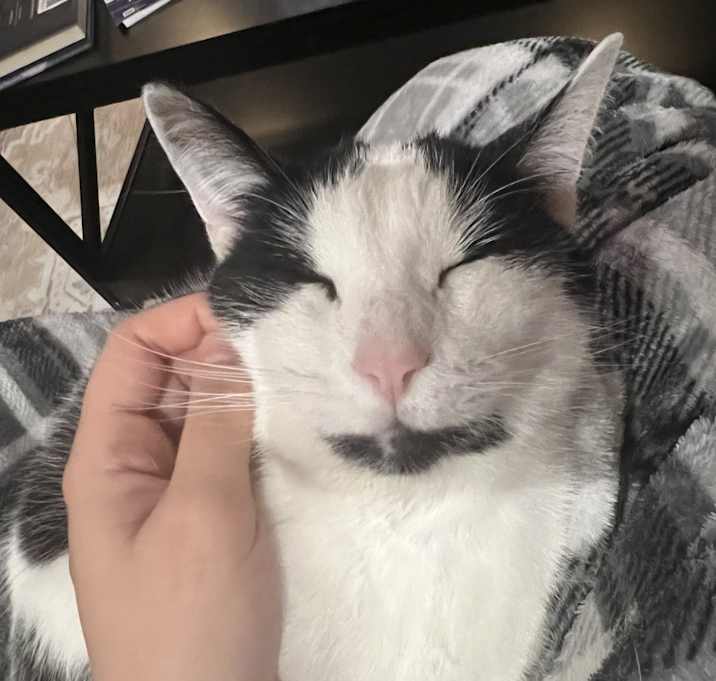 Photo of Taco