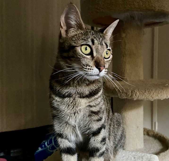 Photo of Amber