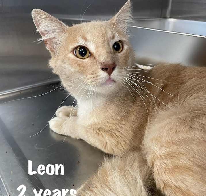 Photo of Leon