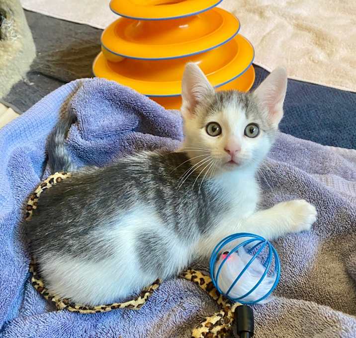 Photo of Pearl