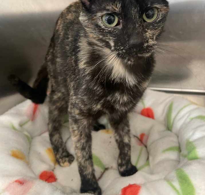 Photo of Windy