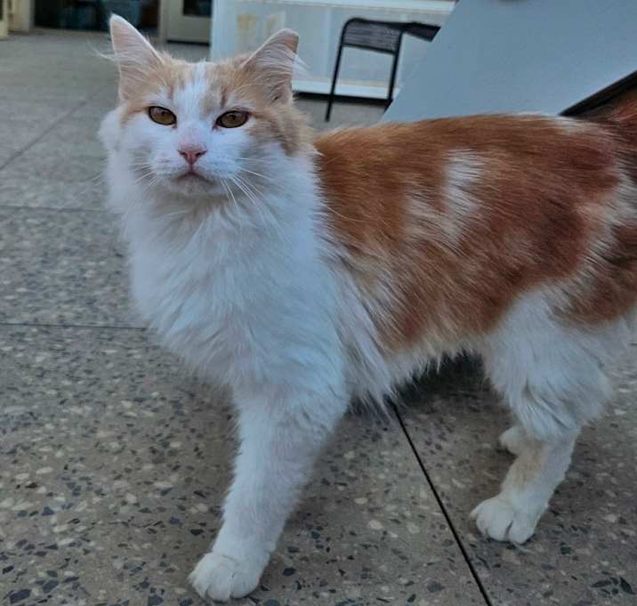 Photo of Ginger
