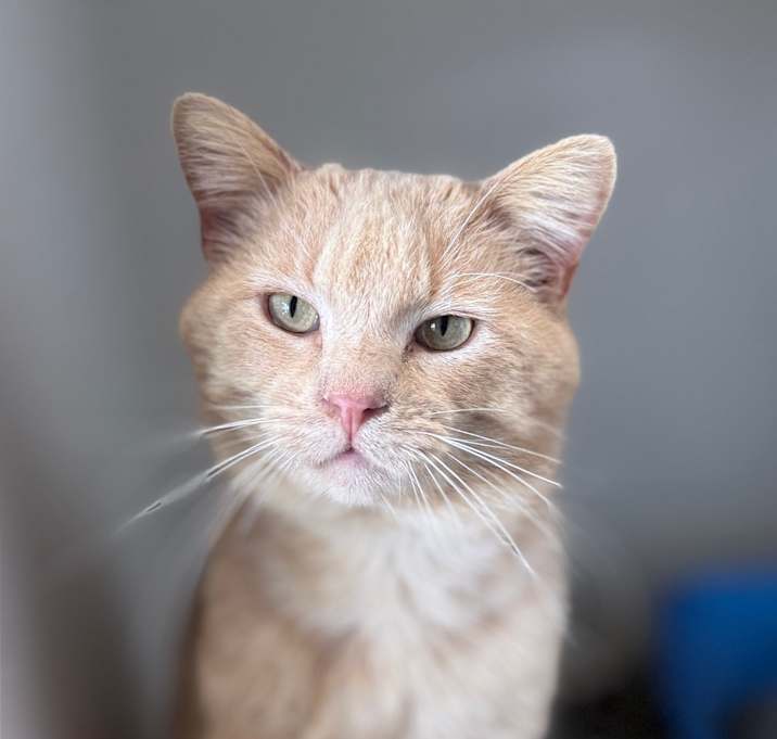 Photo of Peanut