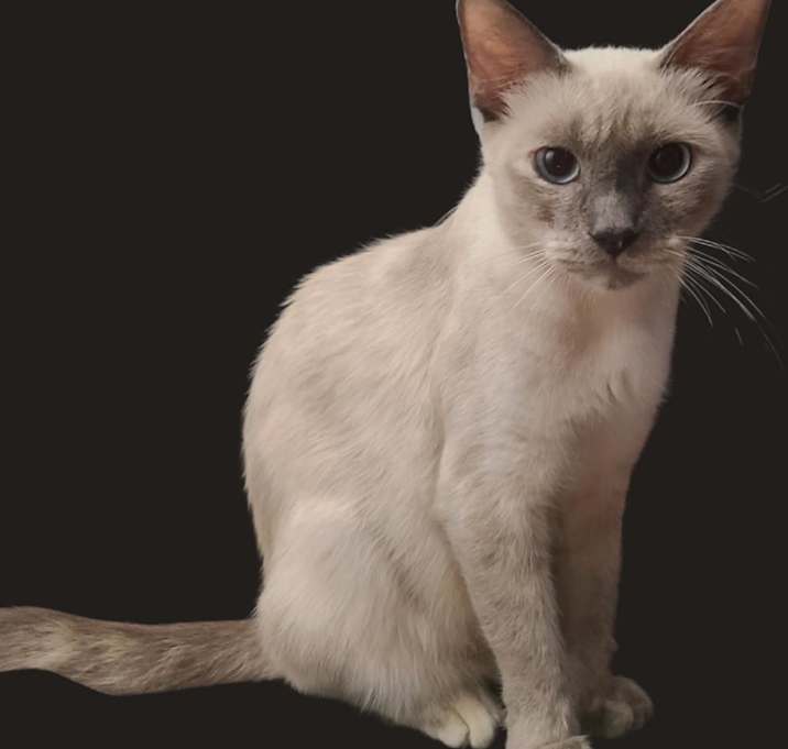 Photo of Missy