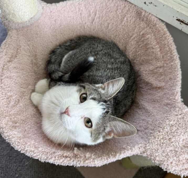 Photo of Toto