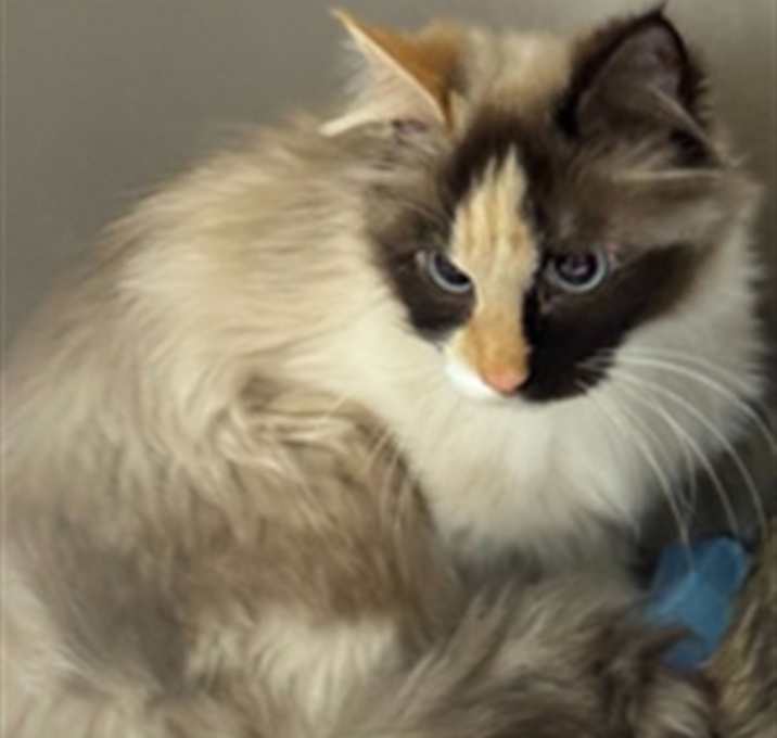 Photo of MOCHI