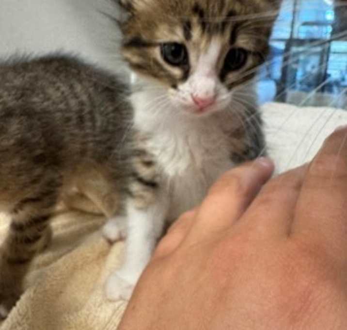 Photo of Kiwi-ADOPTED