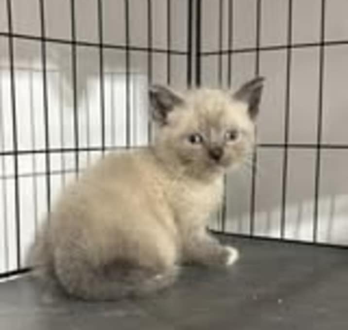Photo of Austin (A Litter)