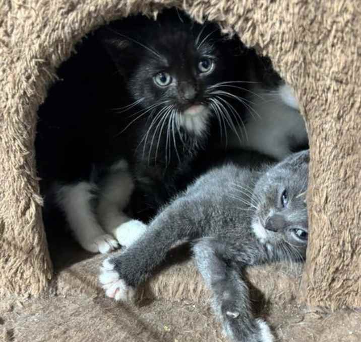 Photo of Addie (A Litter)