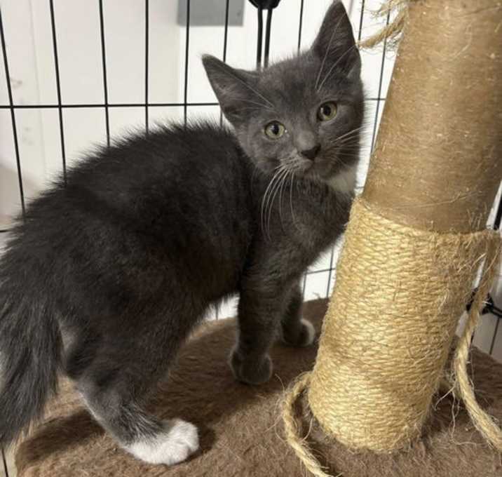 Photo of Adam (A Litter)