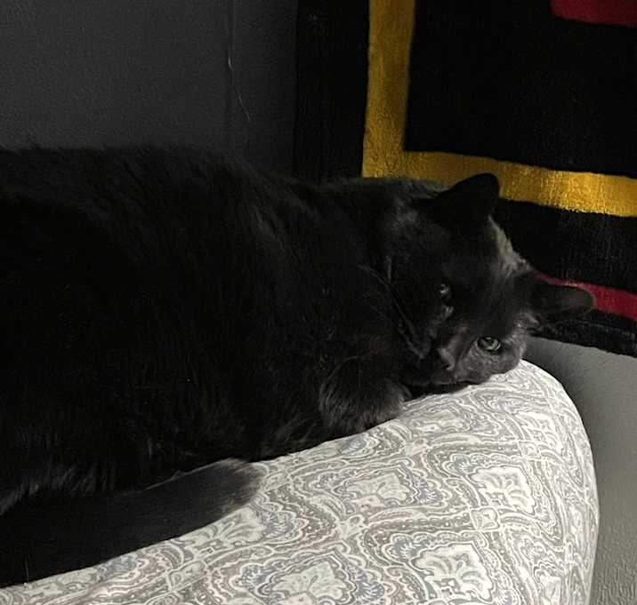 Photo of Panda
