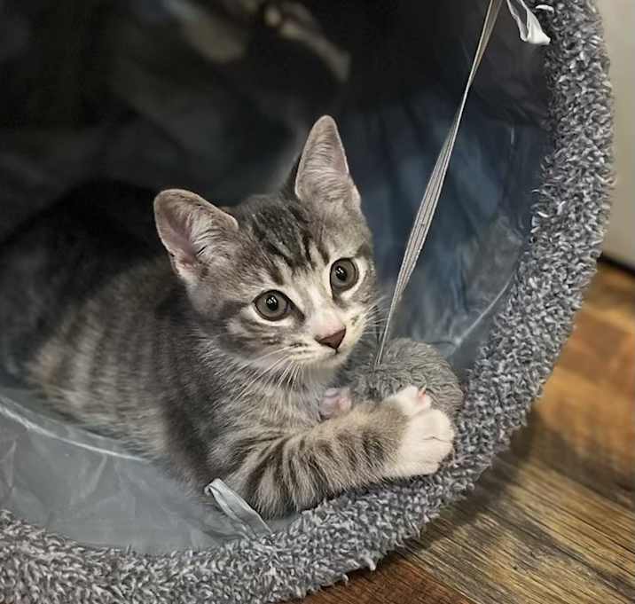 Photo of Piper