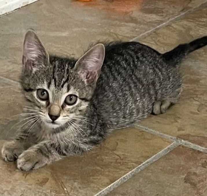 Photo of Merlin