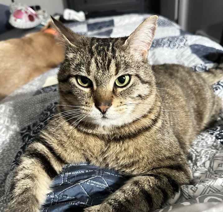 Photo of Oscar