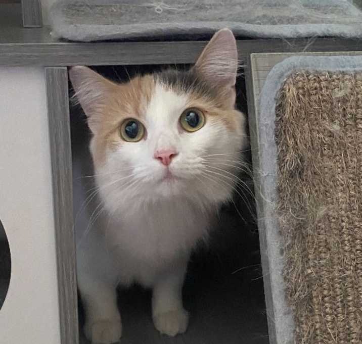 Photo of Honeycrisp