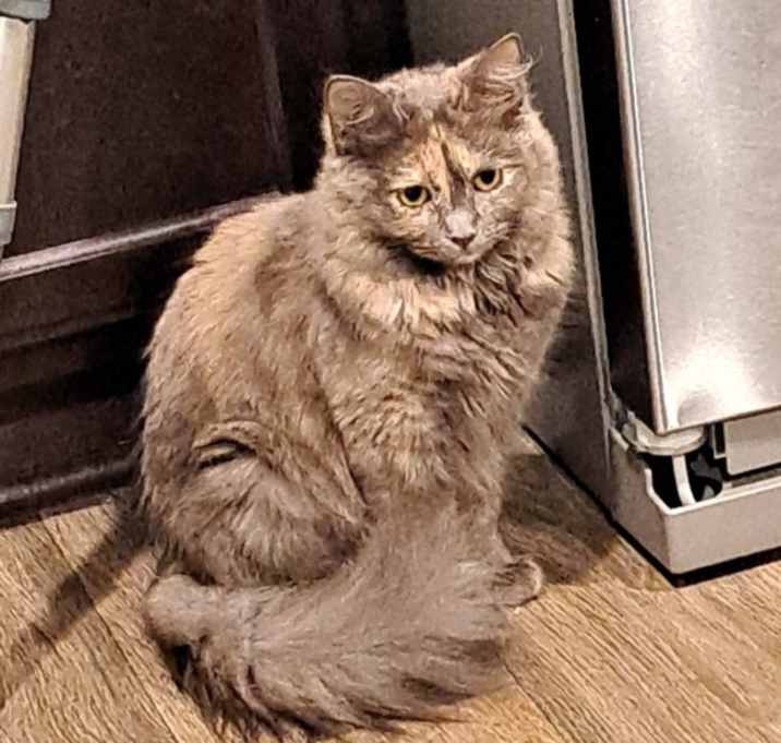 Photo of Woopsie Daisy