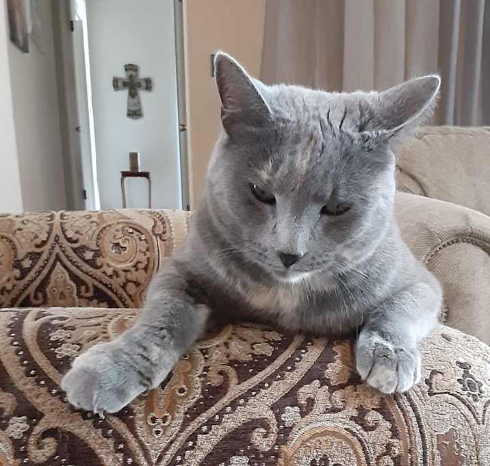 Photo of Stella