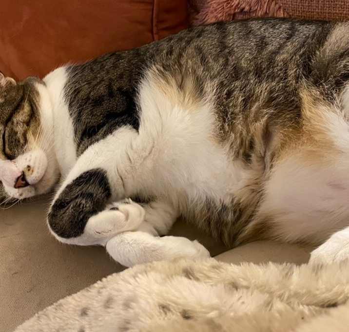 Photo of Poptart