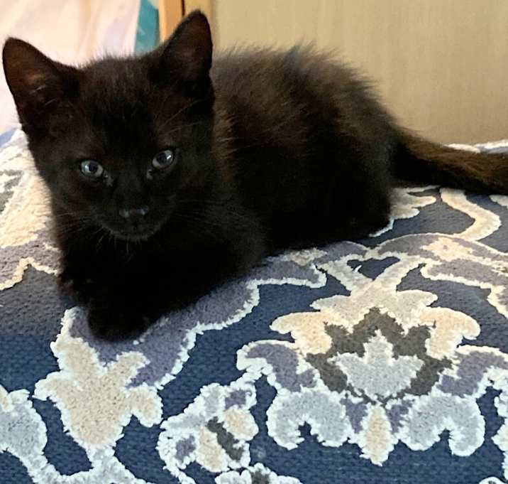 Photo of Boris
