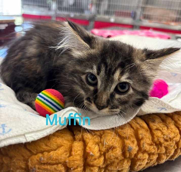 Photo of Muffin