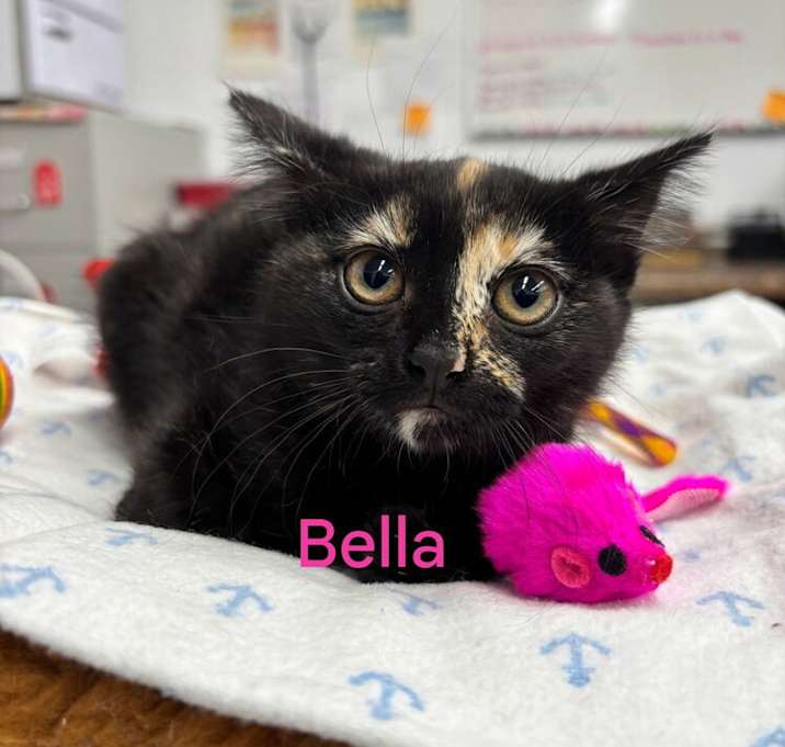 Photo of Bella