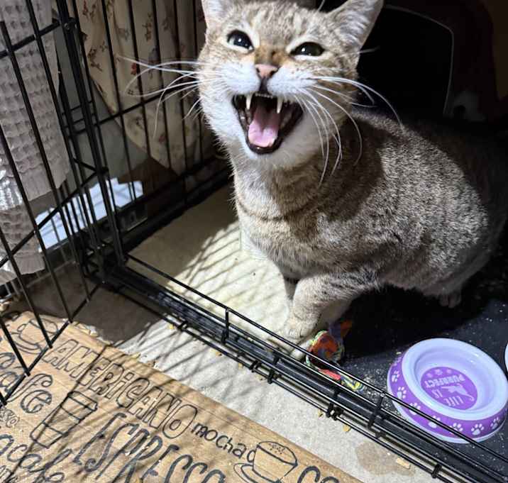 Photo of Millie
