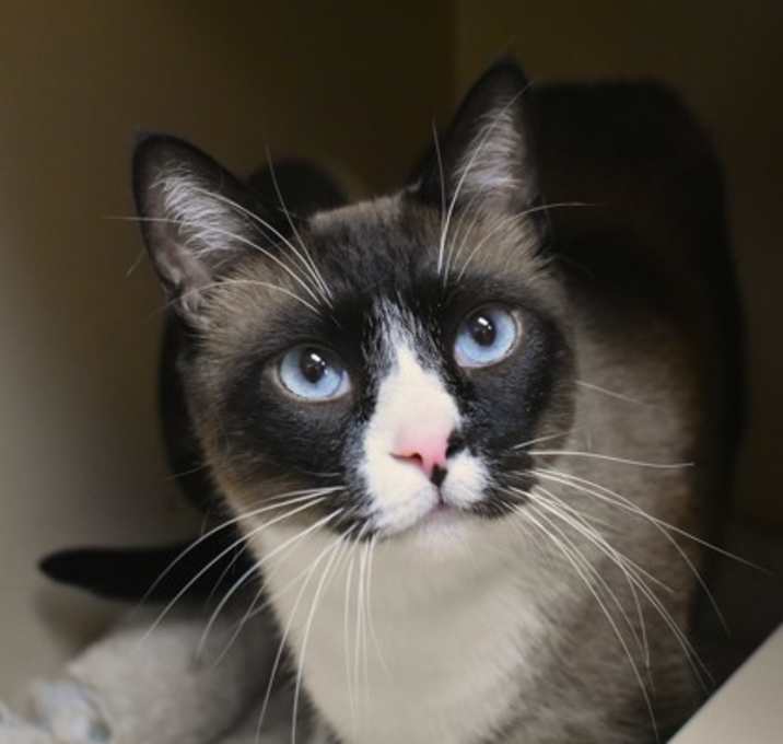 Photo of BooBoo