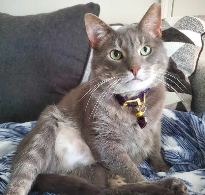 Photo of Milo