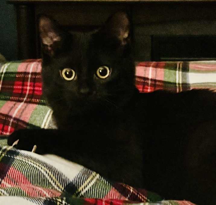 Photo of Purrsephone