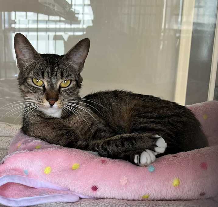 Photo of LOLITA
