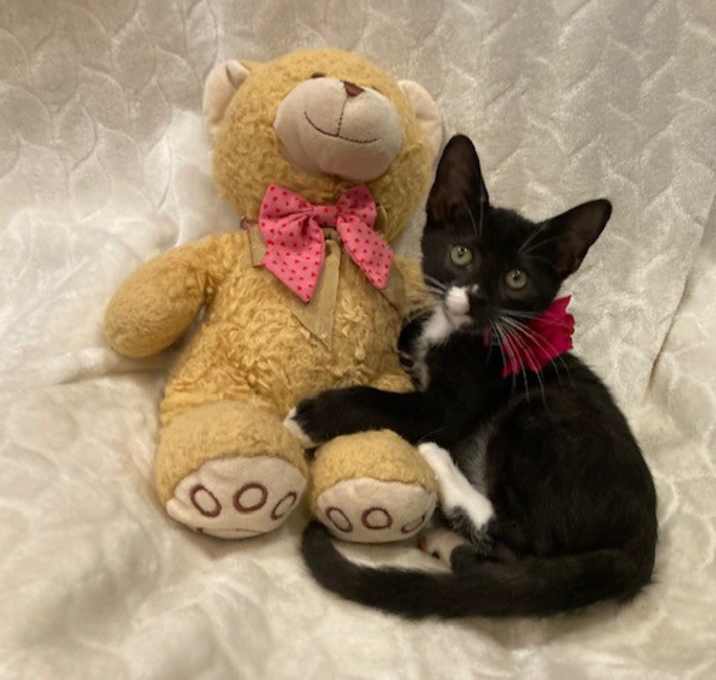 Photo of Sheba