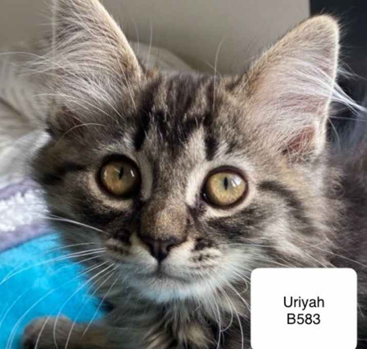 Photo of Uriyah B583