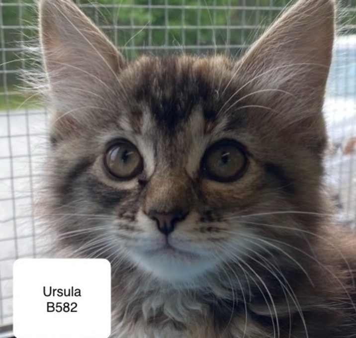 Photo of Ursula B582