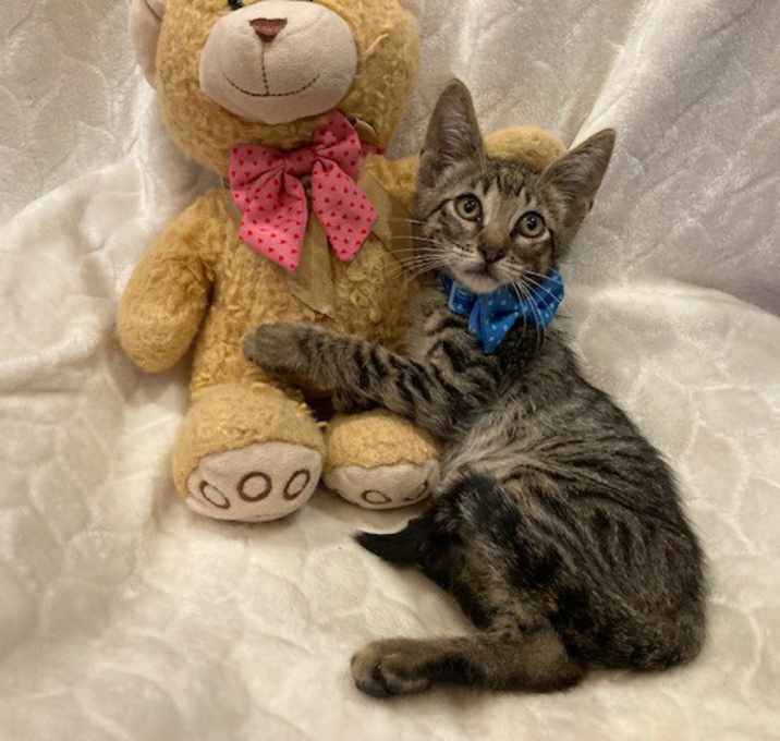 Photo of Herbie