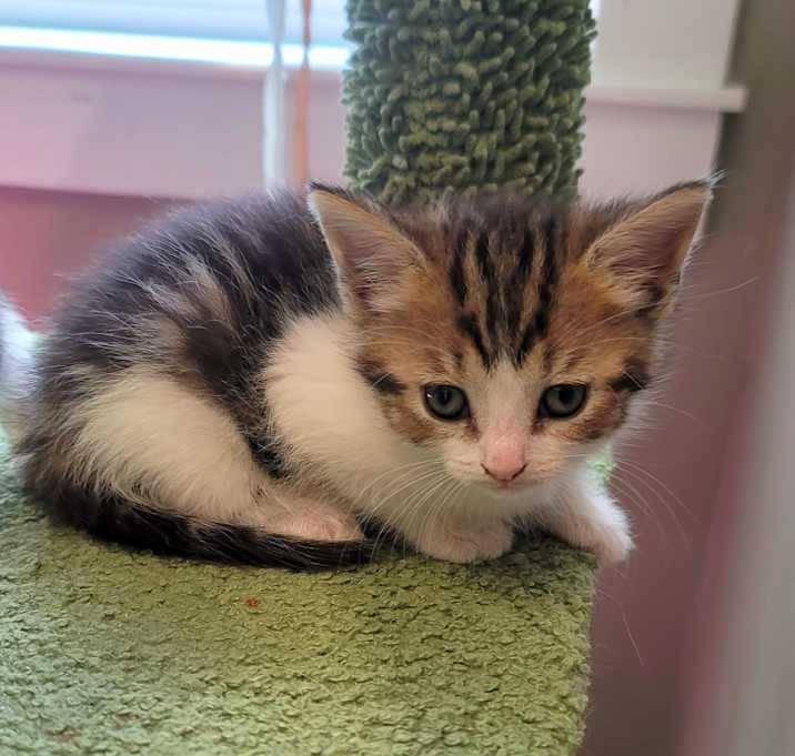 Photo of Pudding