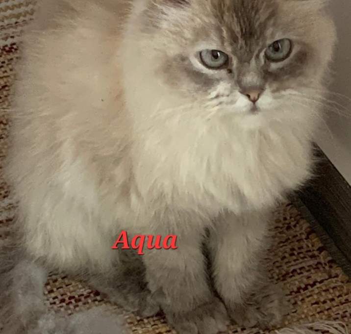 Photo of Aqua
